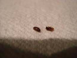 small flies in bathroom uk.how to
