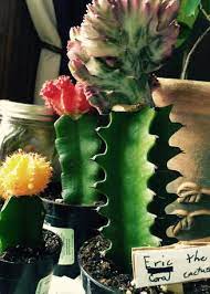 Unlike many other cactus plants, the christmas cactus (schlumbergera bridgesii) is not a cactus from a hot, dry climate but rather one from a tropical climate. How To Care For Coral Cactus Grafted Euphorbia Lactea Crest Page 2