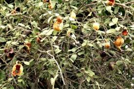 Image result for Stadmannia oppositifolia