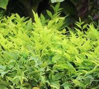 Firepower nandina is much smaller than most nandinas and much brighter. Lemon Lime Nandina 2 Gallon Shrub Shrubs Deer Resistant Gardener Direct