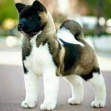 Craigslist for japanese akita inu puppies for sale. Craigslist For Japanese Akita Inu Puppies For Sale The Y Guide