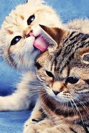 12 Cute Animal Pictures To Save As Your Iphone Wallpapers Cute Animal Pictures Funny Animals Cats