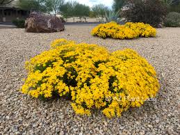 These six landscape plants bring color to the low desert even during the winter. Winter Flowering Plants Archives Desert Gardening 101