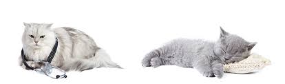 Read about perineal urethrostomy from cleveland clinic. Feline Lower Urinary Tract Disease Flutd Cat Doctor
