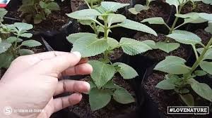 Bangun daun bulat telur dengan ujung yang meruncing dan tepi daun memiliki gerigi. Pin Di Youtube Setiawanap