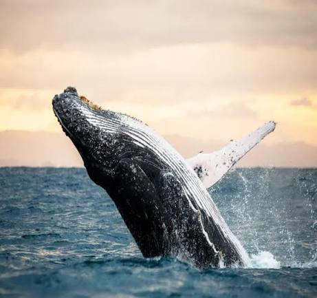 Whale breaching out of the Pacific Ocean