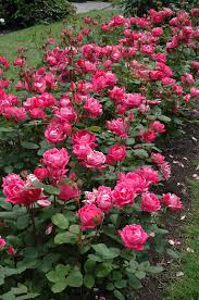 Landscaping with double knockout roses. Rose Double Knockout 2 3 Lurvey Landscape Supply
