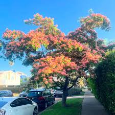 Image result for Albizia antunesiana