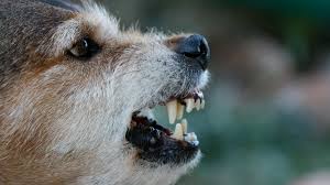 Puppies hit the teenage stage anywhere between 4 and 9 months of age (depending on breed and size). Reasons Why Dogs Get Aggressive And How To Stop It