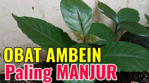 We did not find results for: 78 Gambar Daun Ungu Untuk Obat Wasir Gambar Pixabay