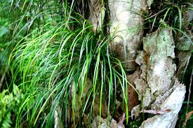 Image result for Vittaria