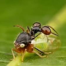 Image result for Eggelingia clavata