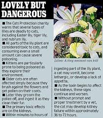 Lily flowers bad for cats. The Valentine Bouquet That Killed My Cats Mother S Day Warning On Lethal Lilies Daily Mail Online