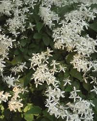 Check spelling or type a new query. Sweet Autumn Clematis Vines Johnson S Nursery Knowledgebase