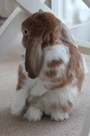 You want to wear something you don't care about so you can properly bathe your. Pin On Bunnies