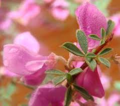 Image result for Indigofera monantha