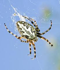 Image result for Ceropegia mirabilis