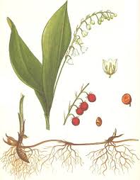 Lily Of Mayan Useful Properties Use In Folk Medicine Possible Harm Growing Of The Valley Varieties Landing Pasture Care Where To Find The Valley In The Forest