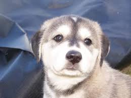 Baby Animals On Twitter Goberian Puppy Siberian Husky Golden Retriever Mix Http T Co Fwx34ppnt1