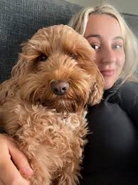 Male Maltese puppy for adoption