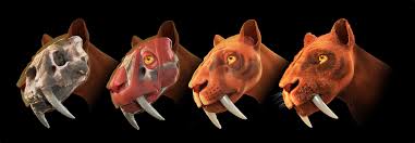 30 Saber Tooth Tiger Facts That You Never Knew About