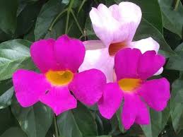 These periods of low rainfall and intense heat can put your flowers. 21 Annual Flowers That Bloom All Summer