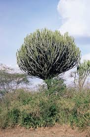 Image result for Euphorbia candelabrum