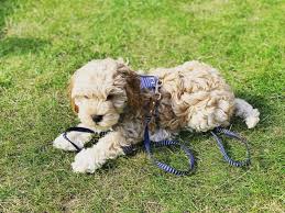 Adults mature to 10 to 30 lbs. The Cockapoo Is It The Right Dog For You K9 Web