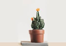For desert cactus plants, that means. 15 Of The Best Types Of Cactus You Can Grow At Home