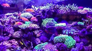 In the first article of this three part series on aquascaping, i discussed some of the simple rules of thumb that can be applied to the design of the rock structure that will help you develop a natural looking vista. Epic Reef Aquascape With Reef Builders Interzoo 2018 Youtube