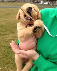 Pupper Doin A Chomp Baby Dogs Pet Dogs For Sale Cute Dogs And Puppies