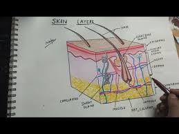 Find the perfect human skin stock photos and editorial news pictures from getty images. How To Draw Integumentary System Skin Layers Youtube