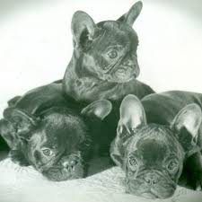 He is very smart, funny and playful. From Brothels To Royals The Complicated Past Of The French Bulldog