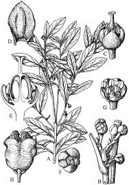 Image result for Hippocratea apocynoides