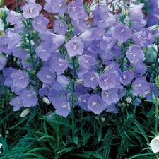 Peach Leaf Bellflower Our Plants Kaw Valley Greenhouses Plants Bellflower Plant Balloon Flowers