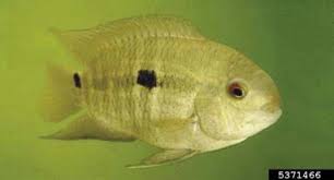 Image result for Platostoma africanum