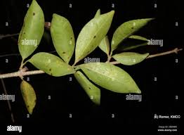 Image result for Strychnos madagascariensis