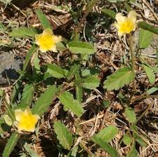 Image result for Sida chrysantha