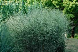 Image result for Panicum infestum