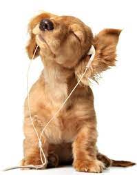 Encore Life Ipod Dog 100 Pictures Ziza Qip Ru Via Puppies Pets Animals