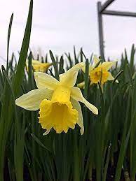 Wild Daffodil Bulbs Narcissus Pseudonarcissus Autumn Planting Buy Online For Wild Daffodil Bulbs Narcissus Pseudo Daffodil Bulbs Daffodils Narcissus