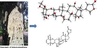 Image result for Salacia madagascariensis