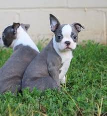 Why buy a boston terrier puppy for sale if you can adopt and save a life? Boston Terrier Puppy For Sale In Clements Md Adn 42545 On Puppyfinder Com Gender Female Age 11 We Boston Terrier Puppy Boston Terrier Boston Terrier Funny