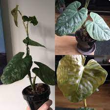Check spelling or type a new query. I Bought A Plant Marked Philodendron Brandtianum From A Website But Received This Guy Instead With No Recemblence To That Ph At All Can Someone Help Me Idenitify This Plant Aroids