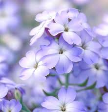 Image result for Malcolmia maritima