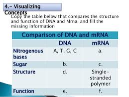 compare and contrast the structure of trna and mrna