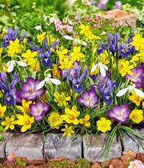 Nach 4 wochen nachgefragt und keine antwort erhalten. Iris Winterhart Blumen Kaufen Bestellen Bei Baldur Garten