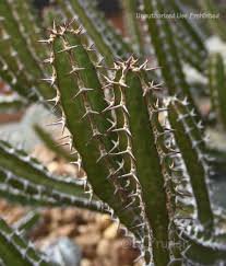 Image result for Euphorbia griseola