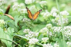 Image result for Mikania