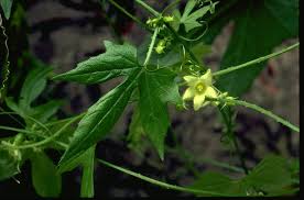 Image result for Diplocyclos